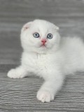 Motănel de elită cu ochi albaștri, rasa Scottish Fold - Pedigree