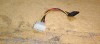 Cablu Sursa PC Molex - Sata #A8605