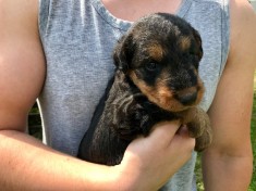 Pui Airedale Terrier foto