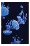 Tablou Canvas, "Dansul grațios al meduzelor albastre", Jellyfish, Ocean, Blue, Luminescent, Graceful, Underwater, Ethereal, Floating, Marine, Tranquil