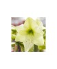 Amaryllis Hippeastrum Luna&reg; Galben/Verde 26/28 - 1 Bulb de Decor, Flori Mari, Ideal Interior &amp; Gradina