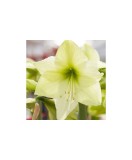 Cumpara ieftin Amaryllis, Hippeastrum Luna&reg;, Galben/Verde, 26/28,1 bulb, Oem