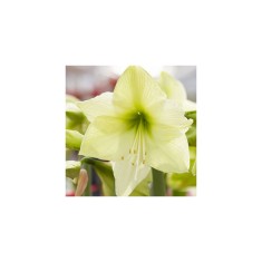 Amaryllis, Hippeastrum Luna&reg;, Galben/Verde, 26/28,1 bulb