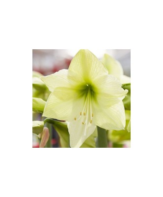 Amaryllis, Hippeastrum Luna&amp;reg;, Galben/Verde, 26/28,1 bulb foto