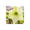 Amaryllis, Hippeastrum Luna&reg;, Galben/Verde, 26/28,1 bulb