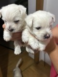 Pui din rasa Westie terrier