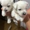 Pui din rasa Westie terrier