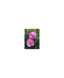 Bujor Rizom 2/3 muguri Paeonia Barbara, roz, floare dubla, Oem