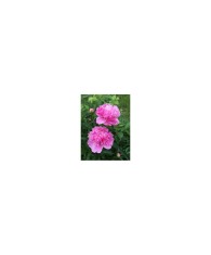 Bujor Rizom 2/3 muguri Paeonia Barbara, roz, floare dubla