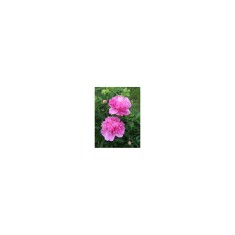 Bujor Rizom 2/3 muguri Paeonia Barbara, roz, floare dubla