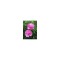 Bujor Rizom 2/3 muguri Paeonia Barbara, roz, floare dubla