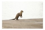 Tablou Canvas, "Vidra curioasă pe pontonul pustiu", Otter, Curious, Standing, Dock, Water, 39 x 26 cm, CMCLASS