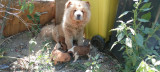 caini catei sharpei cu chow chow