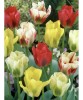 Lalele Tulipa, Viridiflora Mix, Multicolor, 12/+, 1 Bulb, Oem