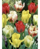 Lalele Tulipa, Viridiflora Mix, Multicolor, 12/+, 1 Bulb, Oem