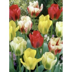 Lalele Tulipa, Viridiflora Mix, Multicolor, 12/+, 1 Bulb