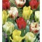 Lalele Tulipa, Viridiflora Mix, Multicolor, 12/+, 1 Bulb