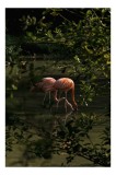 Tablou Canvas, "Flamingo roz &icirc;n lumina dimineții", Flamingo, Reflecție, Apă, Frunze, Culoare, Natură, Lumină, Serenitate, 26 x 39 cm, CMCLASS