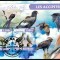 BURKINA FASO 2022 - Fauna africana, Pasari de prada /colita