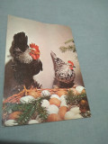 Cumpara ieftin CARTE POSTALA --FELICITARE PASTI NECIRCULATA