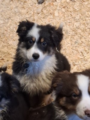 Ciobănesc American foto