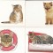 bnk cp Pisici - lot 20 carti postale