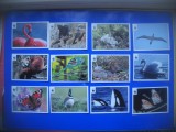 HOPCT LOT NR 7- 12 CARTONASE FAUNA -WWF- ITALIA