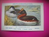 HOPCT 6338 PODICEPS AURITUS -PASARI DE APA-FAUNA EUROPA-CP CHROMO LITHO -MUZEUL REGAL STIINTE NATURALE BELGIA-NECIRCULATA, Printata