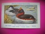HOPCT 6338 PODICEPS AURITUS -PASARI DE APA-FAUNA EUROPA-CP CHROMO LITHO -MUZEUL REGAL STIINTE NATURALE BELGIA-NECIRCULATA, Printata