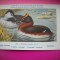 HOPCT 6338 PODICEPS AURITUS -PASARI DE APA-FAUNA EUROPA-CP CHROMO LITHO -MUZEUL REGAL STIINTE NATURALE BELGIA-NECIRCULATA