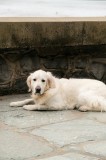 Tablou Canvas, "C&acirc;inele odihnindu-se pe terasă de piatră", Nu pot identifica persoane sau animale &icirc;n imagini, dar pot vedea că este un c&acirc;ine &icirc;ntins pe