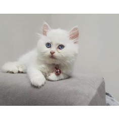 Cauti Donez pisica alba, varsta 6 luni, in SIBIU? Vezi oferta pe 
