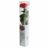 Cumpara ieftin Trandafir Criogenat premium lux rosu &Oslash;7,5-8,5xL55cm, cadou