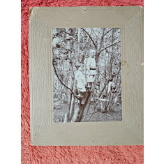 Fotografie tip CDV, doi baieti urcati in copac, inceput de secol XX