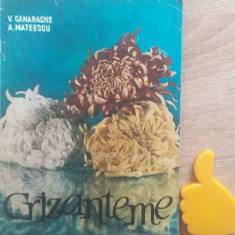 Crizanteme V. Canarache, A . Mateescu