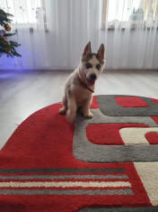 Pui Husky de vanzare foto