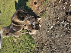 Catei American Akita