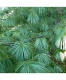 PINUS GRIFFITTI - PIN DE HIMALAIA - ghiveci, Oem