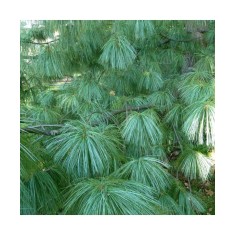 PINUS GRIFFITTI - PIN DE HIMALAIA - ghiveci