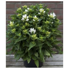 Planta Campanula glomerata GENTI White Allgentiw PBR C2, ghiveci 2l