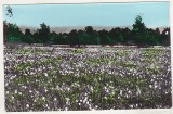 bnk cp Fagaras-Vad - Poiana narciselor - necirculata