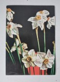 Felicitare - vedere anii 70 (1973) Romania, Narcise, cu sclipici, 15x10.5cm, circulata, scrisa