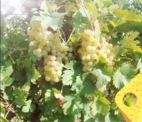 Ofer Teren Viticol in arenda in Buzau