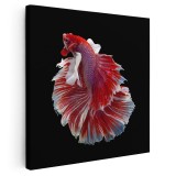 Tablou peste rosu betta pe fundal negru 1705 Tablou canvas pe panza CU RAMA 100x100 cm