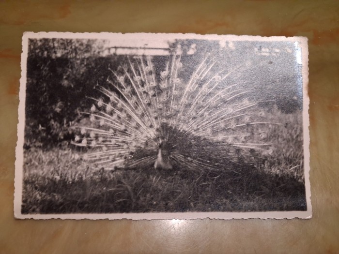 Parcul zoologic Sibiu.