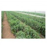Plasa Pentru Plante / Verde 150X150Mm - 1.7X10M