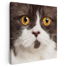 Tablou portret pisica British Longhair Tablou canvas pe panza CU RAMA 30x30 cm