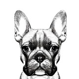Cumpara ieftin Sticker decorativ Caine Bulldog, Negru, 78 cm, 7808ST