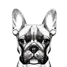 Sticker decorativ Caine Bulldog, Negru, 78 cm, 7808ST foto