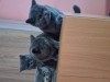 Pui Pisică British Shorthair Blue Mascul, Disponibil Imediat, Vaccinat, Dezinfectat, Educat la Litieră